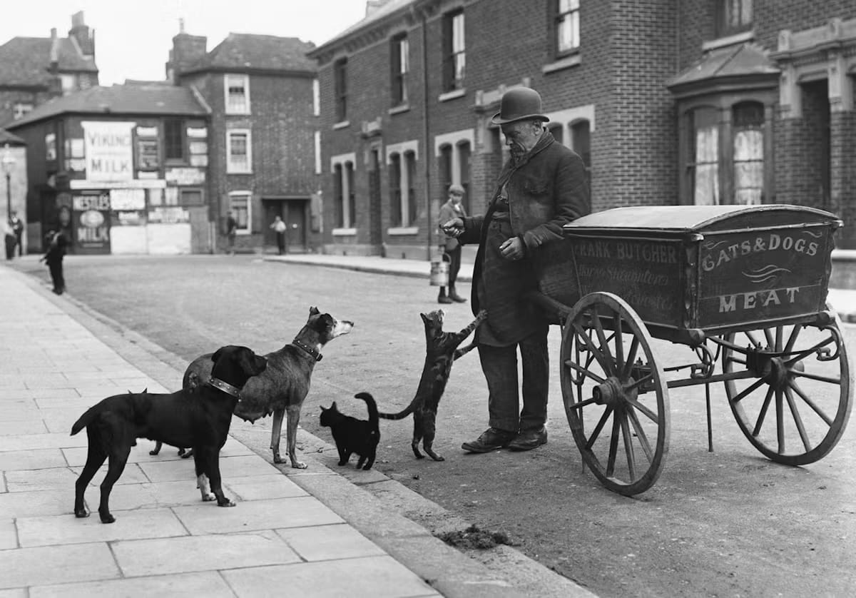 A Victorian chappy offering some meat to animals, from a barrow with "Cats and Dogs MEAT" on the back